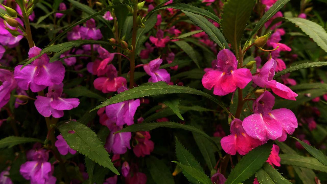 פוקהרה Superview Lodge, Best Himalayan Sunrise In Sarangkot מראה חיצוני תמונה